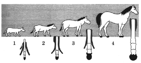 Как называют представленный на рисунке ряд предков современной лошади