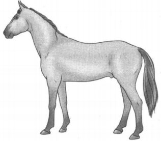 Рассмотрите фотографию лошади породы Орловская рысистая