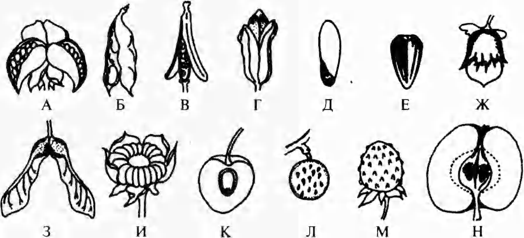 Рисунки плодов растений. Плод семянка Зерновка орех. Костянка плод биология. Семянка Зерновка костянка. Плод Зерновка гинецей.