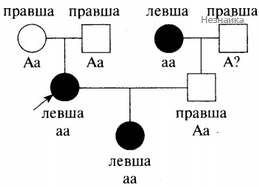Правша женился на правше. Схема родословная правшей. Составление родословной по двум признакам правша Левша. Родословная Левша. Родословная правша Левша.