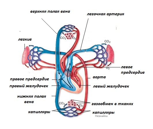 Вариант 24